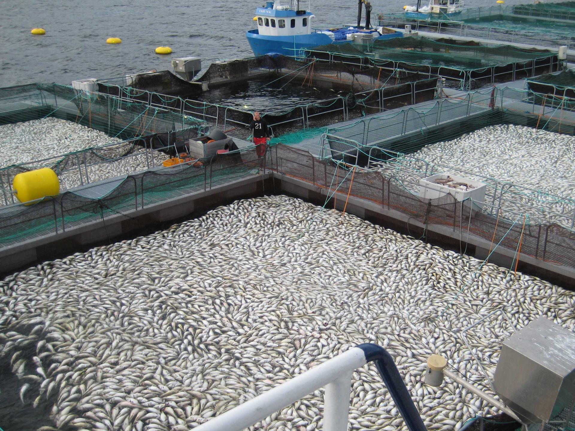 Fish silage